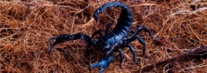 The Scorpion Legacy: Why Durango is Known as the Land of Scorpions